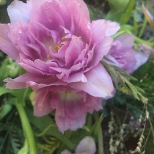 Meet your Posher, Janine